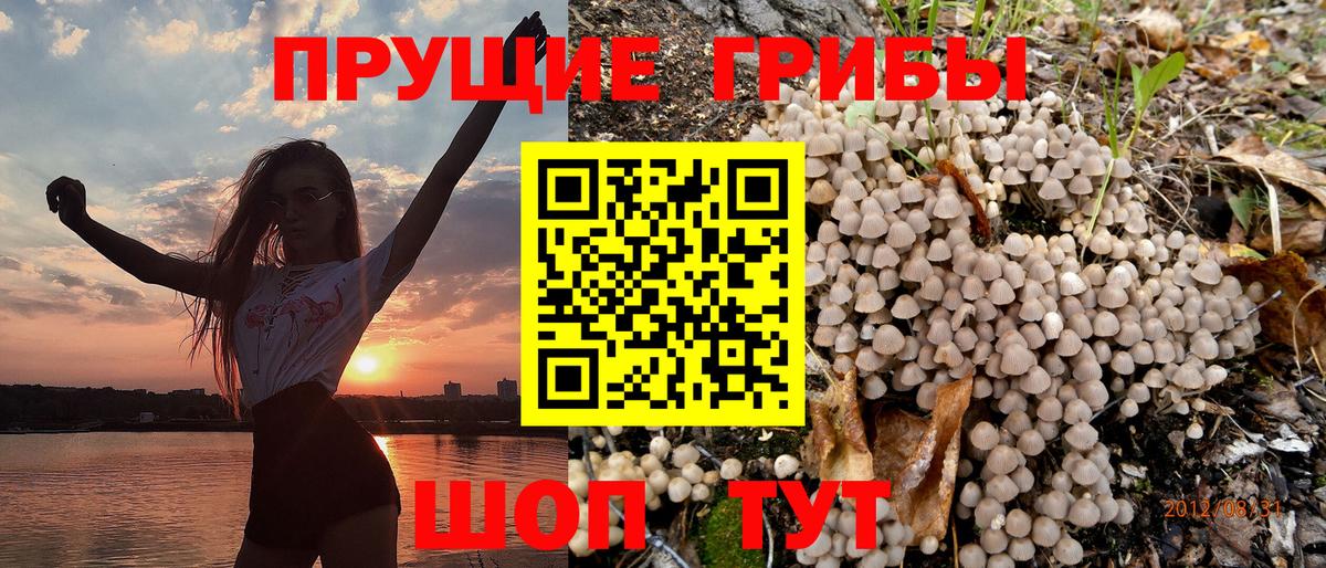 APVP Кашира