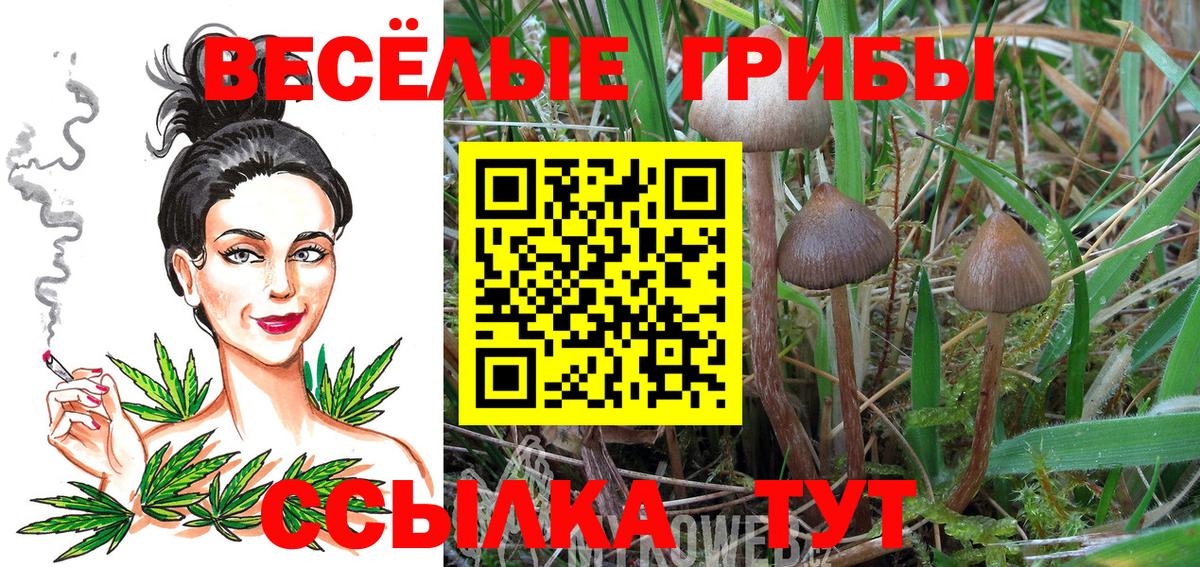 Псилоцибиновые грибы Psilocybe Кашира